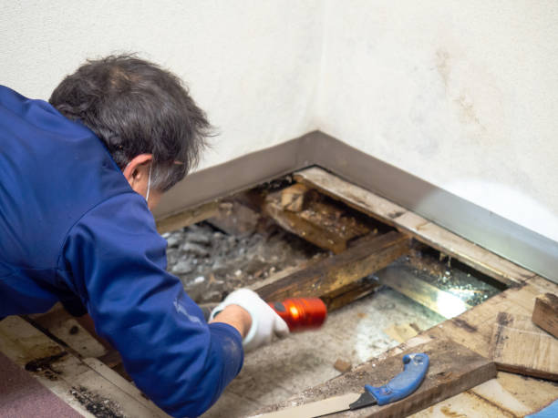 Best Local Mold Removal Service  in La Mesa, CA