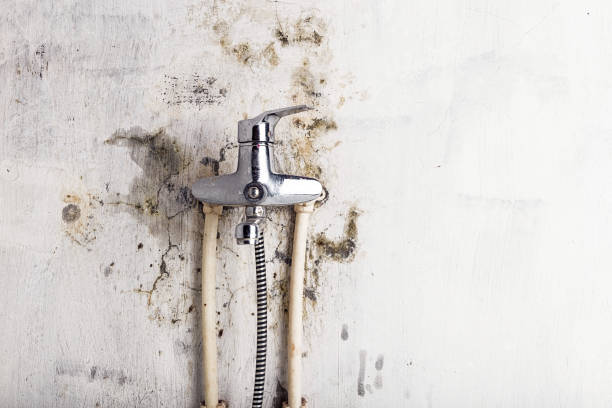 Best Local Mold Removal Service  in La Mesa, CA