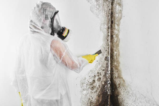 Best Crawl Space Mold Removal  in La Mesa, CA