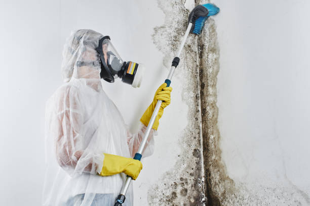 Best Toxic Mold Removal  in La Mesa, CA