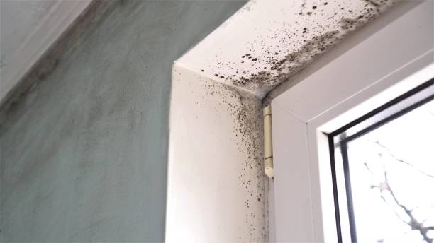 Best Toxic Mold Removal  in La Mesa, CA