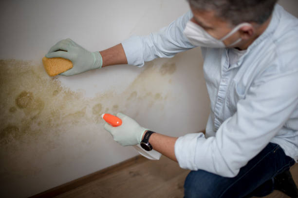 Best Black Mold Removal  in La Mesa, CA