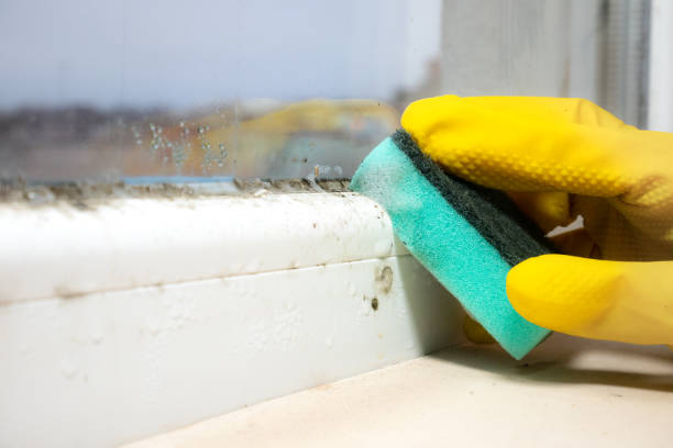 Attic Mold Removal in La Mesa, CA