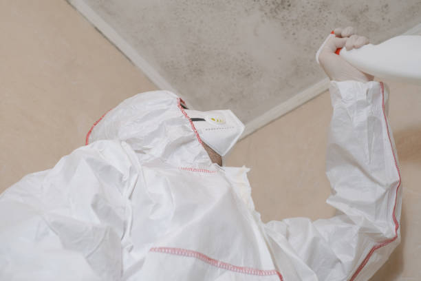 Best Toxic Mold Removal  in La Mesa, CA