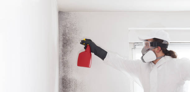 Best Mold Damage Repair  in La Mesa, CA