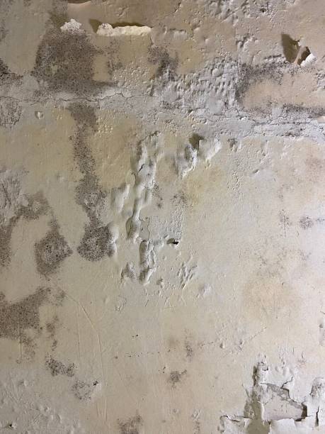 Best Mold Remediation  in La Mesa, CA