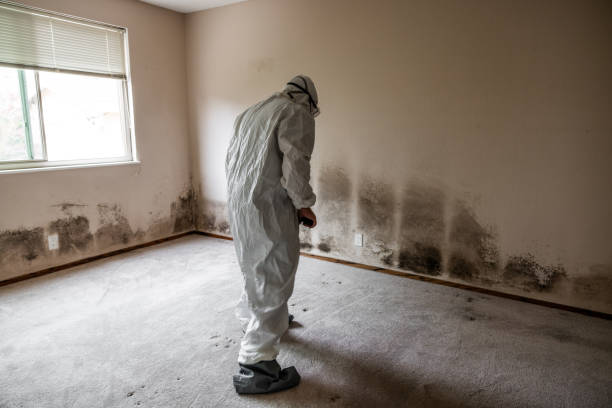 Best Residential Mold Removal  in La Mesa, CA