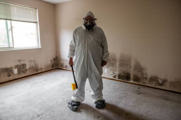 Home Mold Removal in La Mesa, CA