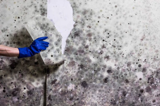 Best Mold Removal Specialists  in La Mesa, CA