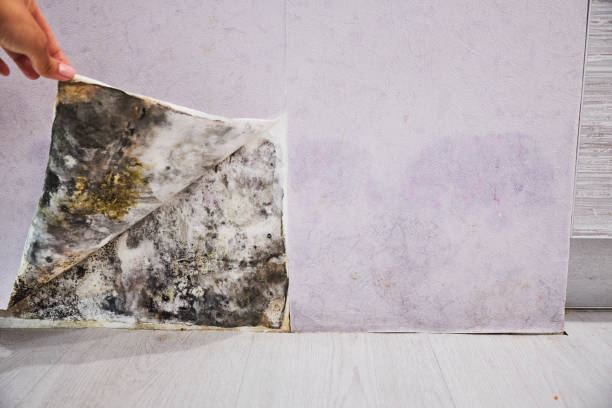 Best Commercial Mold Removal  in La Mesa, CA